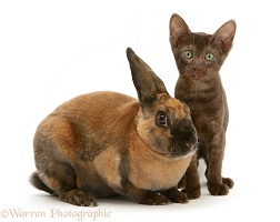 Brown Burmese-cross kitten with Rex rabbit
