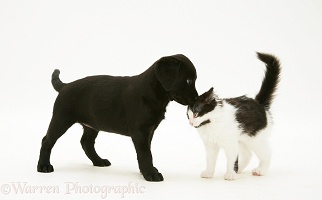 Black Labrador Retriever pup with black-and-white kitten