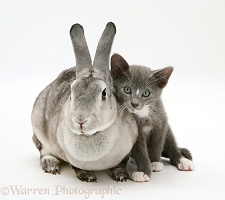Kitten with silver rabbit