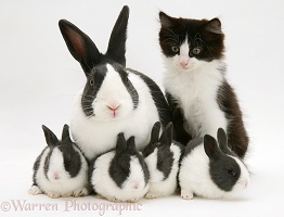 Black-and-white kitten and rabbits