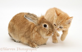 Ginger kitten with young sandy Lionhead-cross rabbit