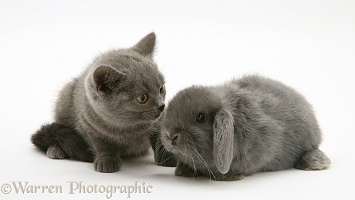Grey kitten and grey rabbit