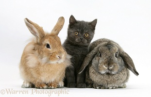 Grey kitten and a rabbits