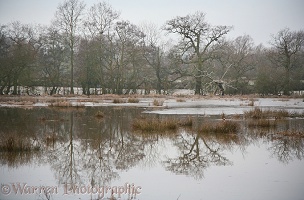 Flooded meadow with oak and ash trees