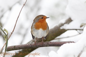 Robin in snow