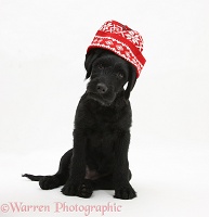 Black Labrador-cross pup with Christmas hat on