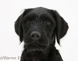 Black Labrador-cross pup