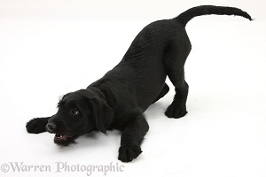 Black Labrador-cross pup in play-bow