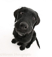 Black Labrador-cross pup looking up