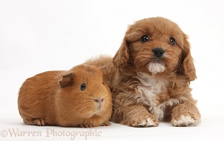 Cavapoo pup, 6 weeks old, and red Guinea pig