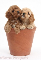 Two Cavapoo pups, 6 weeks old, in a flowerpot