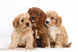 Three Cavapoo pups, 6 weeks old