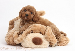 Cavapoo pup, 6 weeks old, and soft toy dog