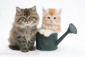 Maine Coon kittens in a small watering can