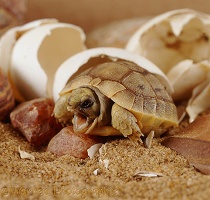 Spur-thighed Tortoise hatching from its egg