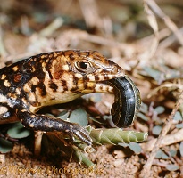 Speckle-lipped Skink eating an Army-worm