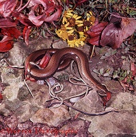 Slow-worm female with newborn young