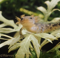 Larval Fire Salamander