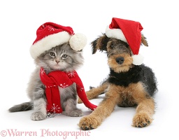 Maine Coon kitten and Airedale puppy in Santa hats