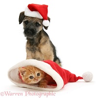 Border Terrier pup and Ginger kitten in Santa hats