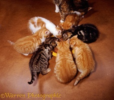 Family of kittens eating