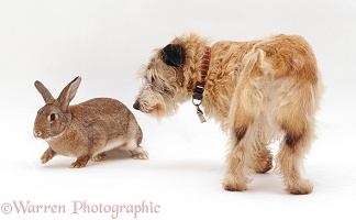 Dog playing with a rabbit