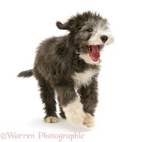 Bearded Collie pup