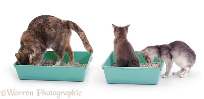 Cats in litter trays