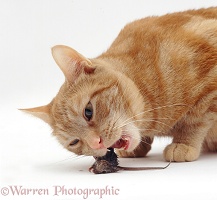 Ginger cat eating House Mouse prey