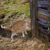 Ginger cat chinning and head-butting a fence
