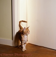 Young ginger cat, rubbing himself against doorway