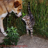 Border Collie meeting tabby cat