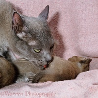 Mother cat licking on of her kitten as it urinates