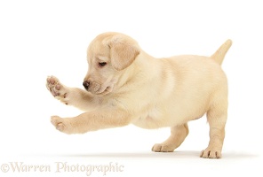 Yellow Labrador Retriever puppy, 7 weeks old, pouncing