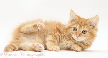 Ginger Maine Coon kitten lying on its side