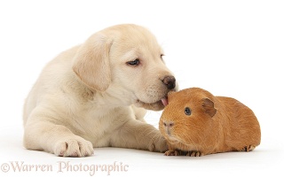 Yellow Labrador pup and red Guinea pig