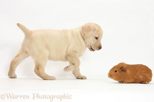 Playful Yellow Labrador pup and red Guinea pig
