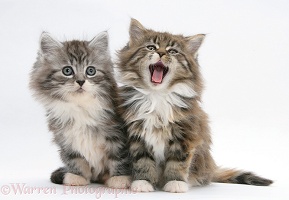 Maine Coon kittens, 8 weeks old