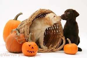 Yellow and Chocolate Retriever pups at Halloween