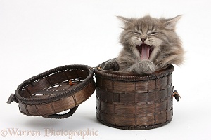 Maine Coon kitten, 7 weeks old, yawning in a basket