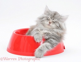 Maine Coon kitten, 8 weeks old, in a plastic food bowl