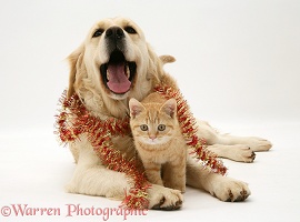 Golden Retriever and ginger kitten with tinsel