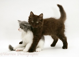 Grey-and-white and Chocolate Persian-cross kittens