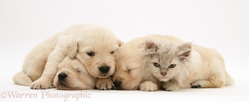 Lilac kitten in heap of sleeping Golden Retriever pups