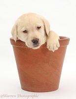 Yellow Labrador pup in a flowerpot