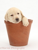 Yellow Labrador pup in a flowerpot