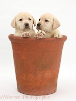 Yellow Labrador pups in a flowerpot