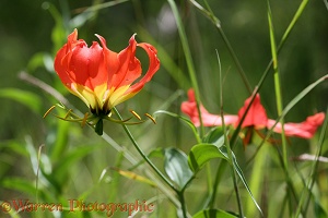 Gloriosa lily