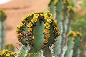 Euphorbia at Spitzkoppe