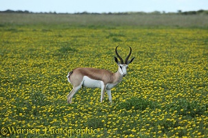 Springbok amid flowers